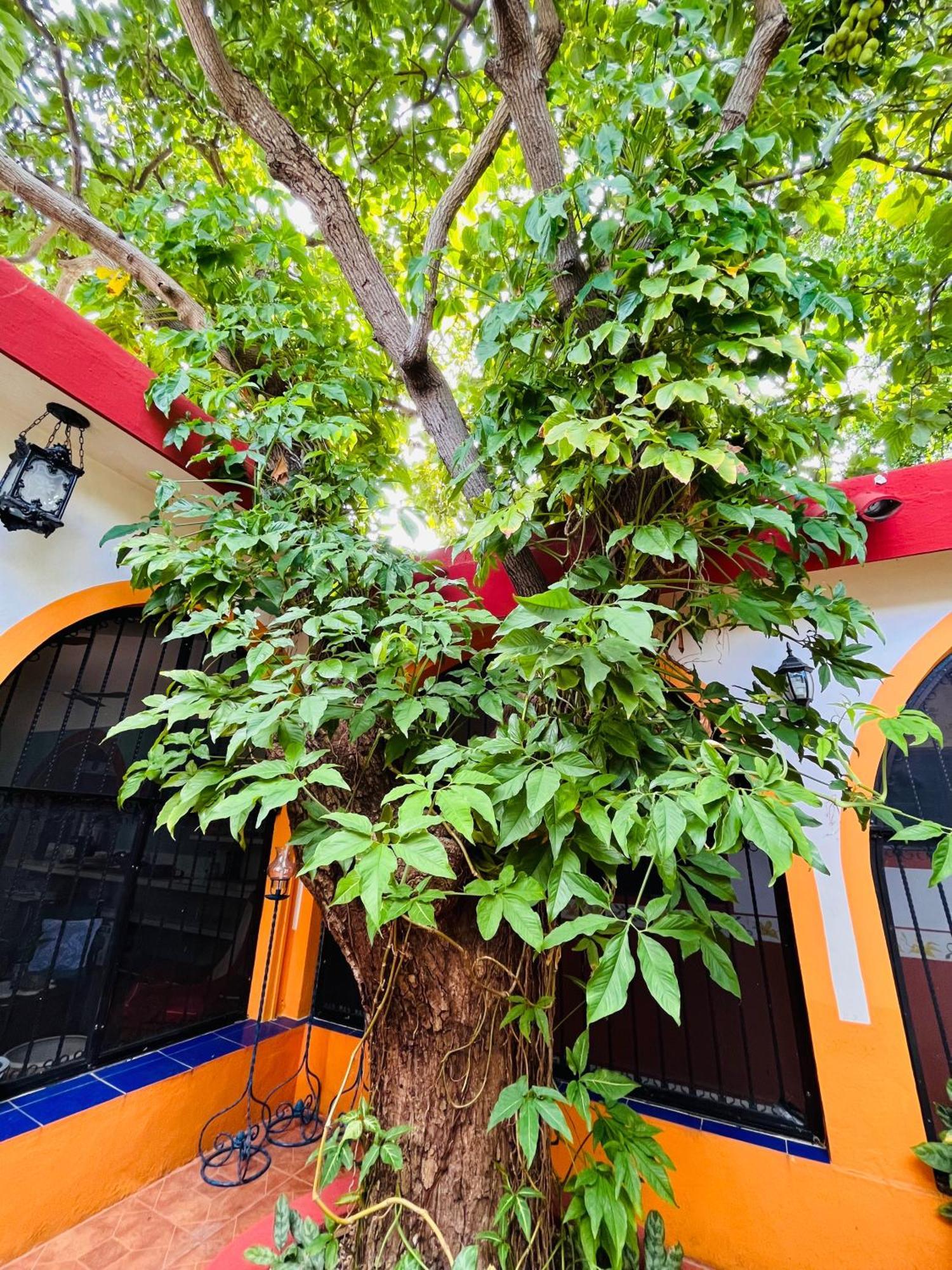Bed and Breakfast Casa Tres Colibries à Mérida Extérieur photo